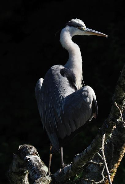 Graureiher beim Sonnenbad
