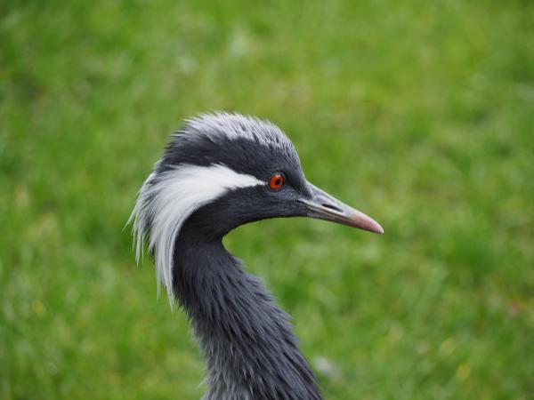 Rotauge