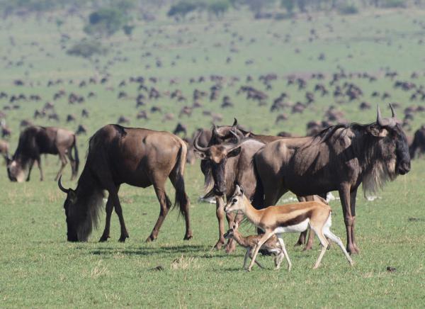 TANSANIEN Safari 2011
