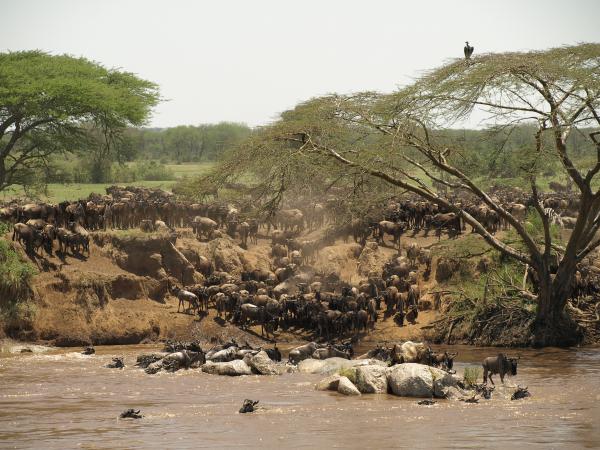 TANSANIEN Safari 2011