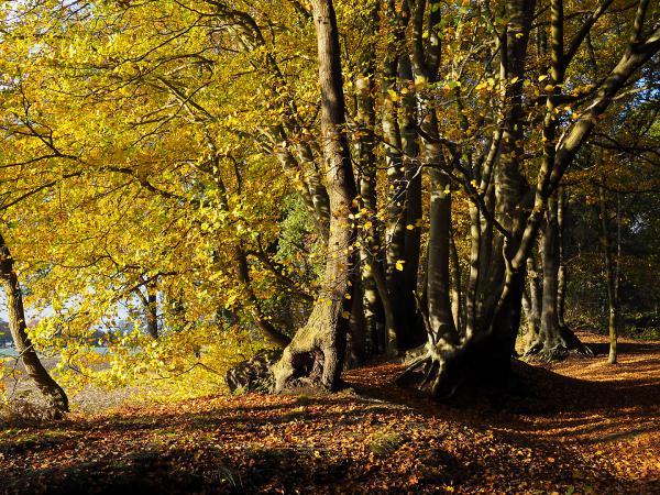Herbstwald