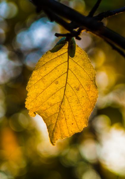 Herbstblatt