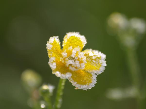 Eisblume