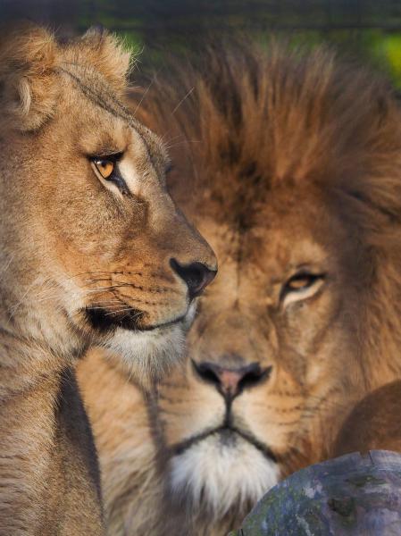 EM 1 mit Bigma im Zoo