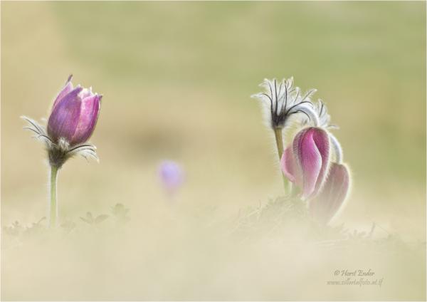 Pulsatilla Vernalis - Alpenküchenschelle