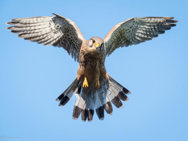 Auf der Jagd
