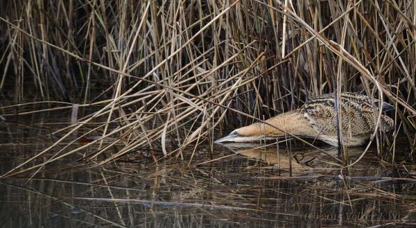 Rohrdommel im Schilf: Typische Jagdposition