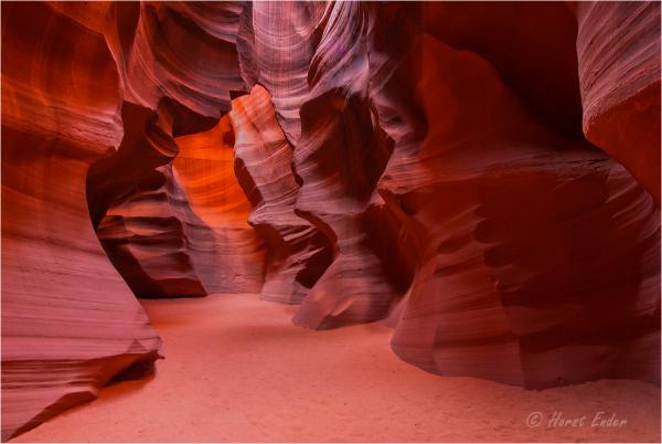 Antelope