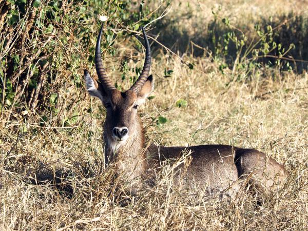 Wasserbock in Kenia