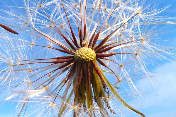Pusteblume