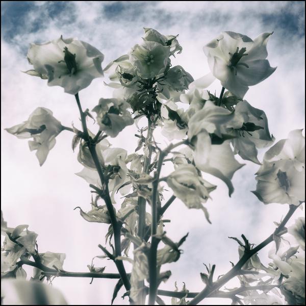 Glocken(blumen) im Himmel
