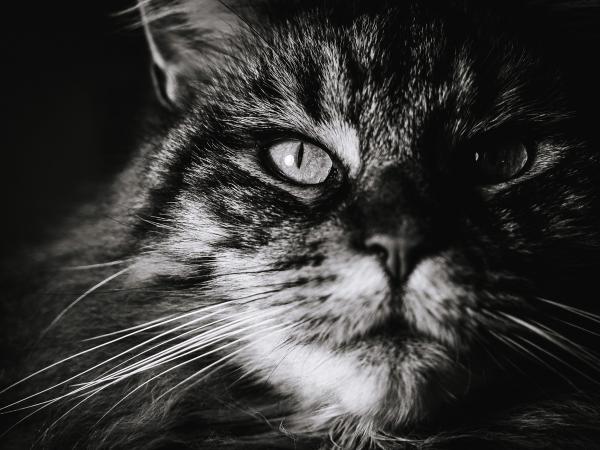 Schnuffi