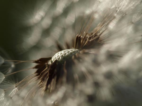 Pusteblumen