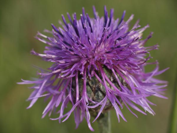 Blüte