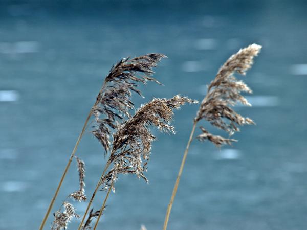 In the wind