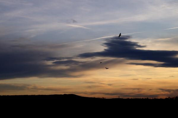 Abendstimmung mit Krähen