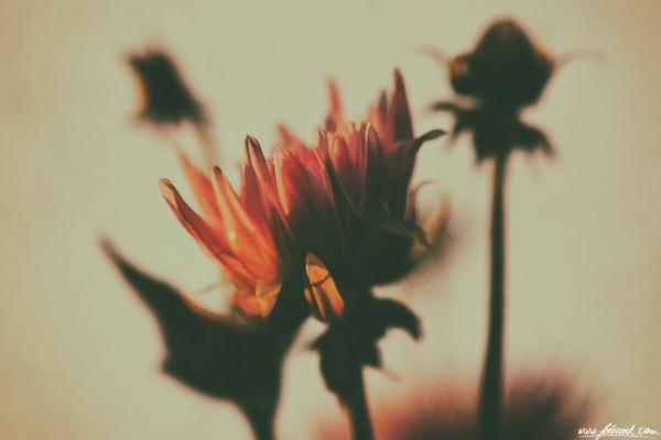:.. First day of freedom ..:
