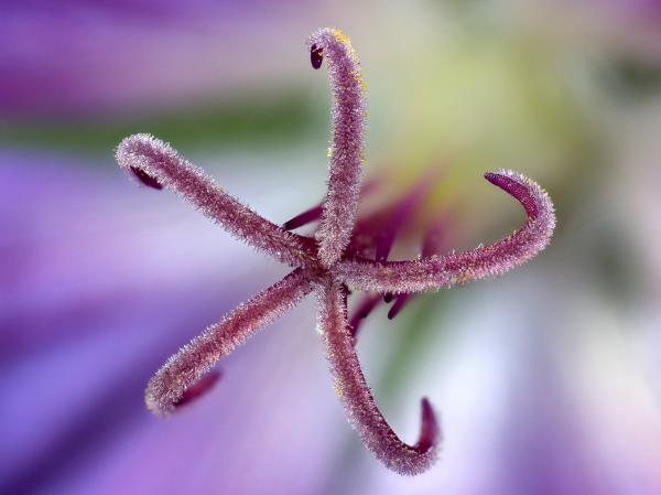 Blütenstempel