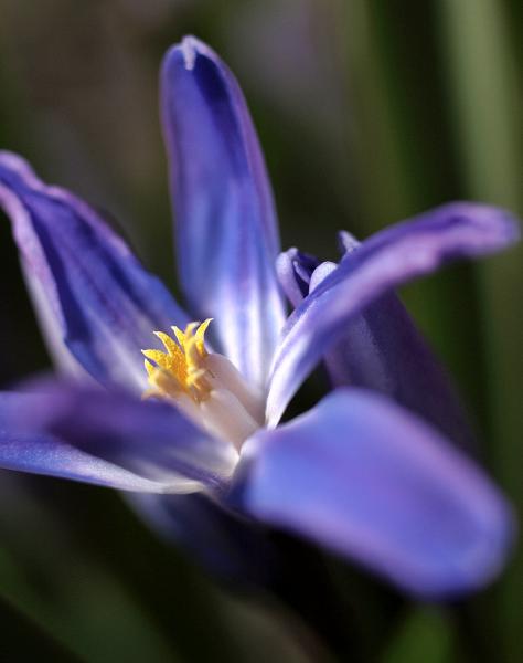Blick in die Blüte