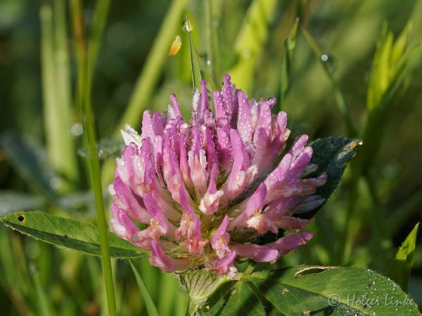 Blumen Stakking