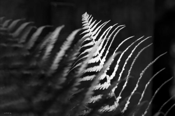 green shadows