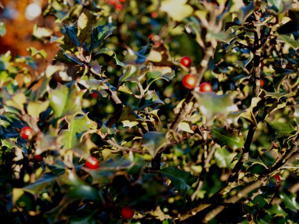 Ilex im Herbst