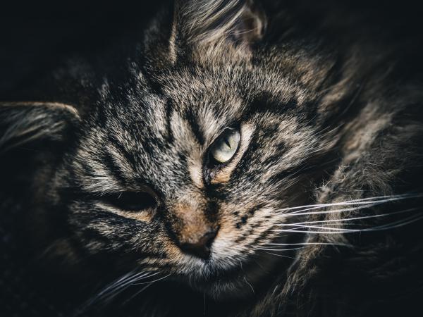 Schnuffi