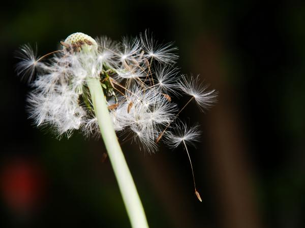 PUSTEBLUME