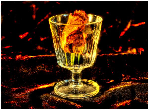 Rose im Feuer
