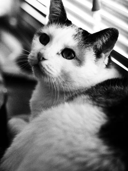 Odie