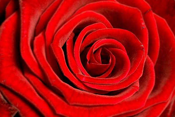Rote Rose