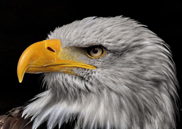 Weisskopf-Seeadler