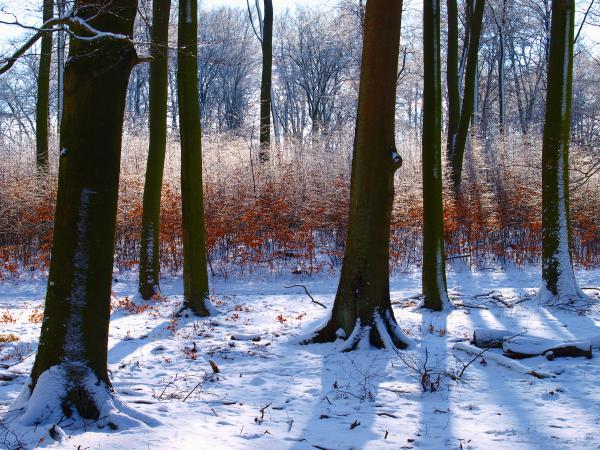 Winterzauber