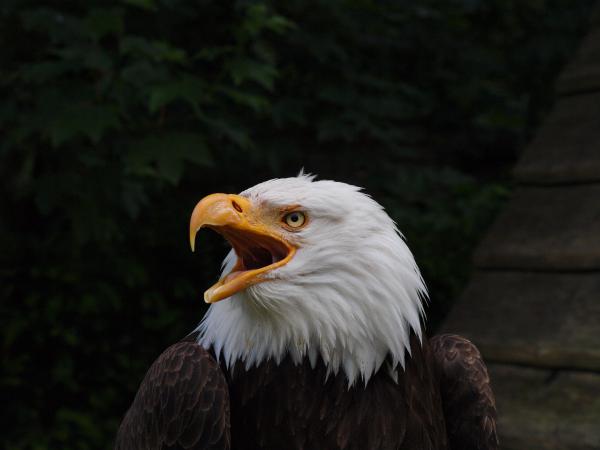 Adler