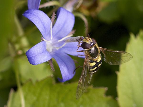 Schwebfliege