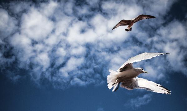 When gulls cry