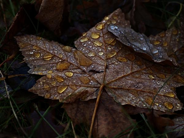 Herbst-Stimmung