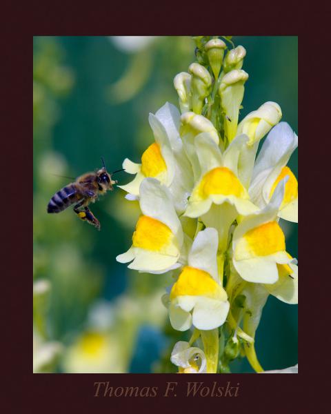 Wie gewöhnlich! Biene und Blüte!