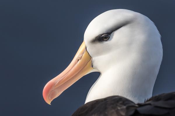 Albatros auf Helgoland