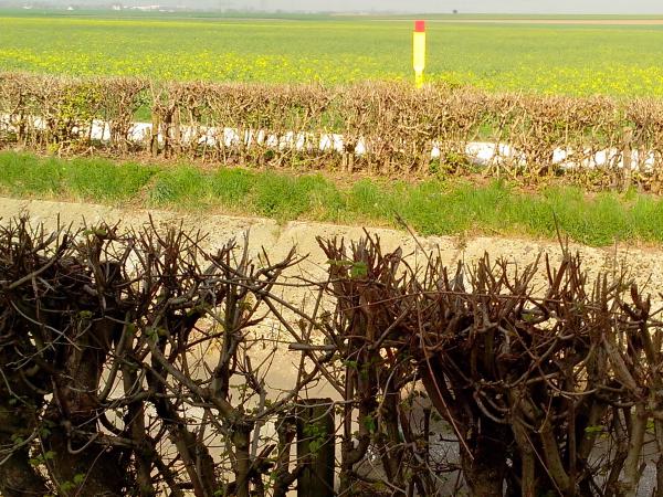 Rotweiß vor Dornhecke