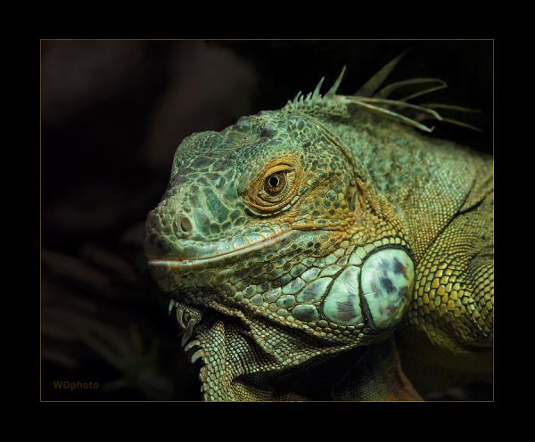grüner Leguan
