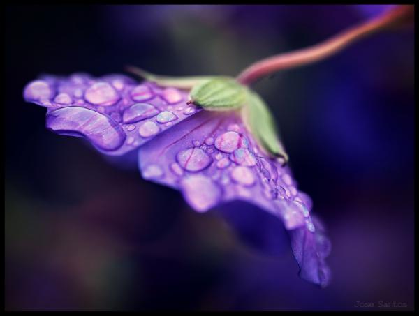 ein wenig violett