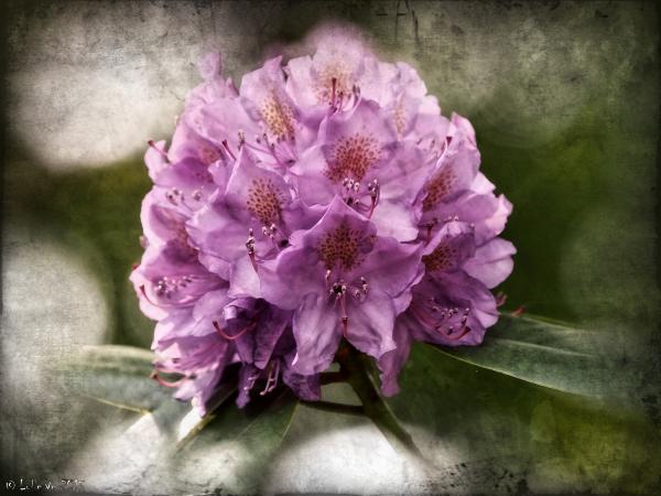 Rhododendron