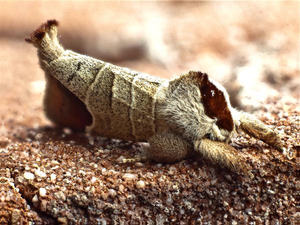 Clostera curtula