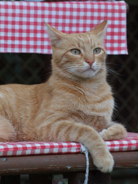 Der Grieche "OSKAR"