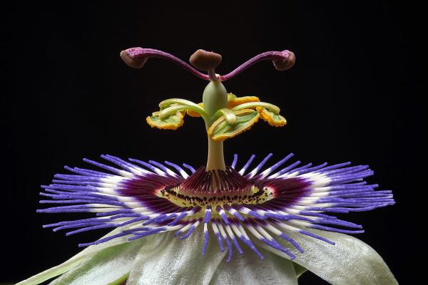 Blaue Passionsblume