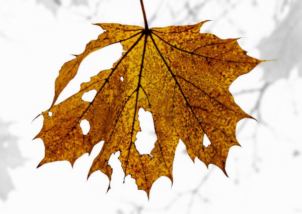 Herbstblatt II