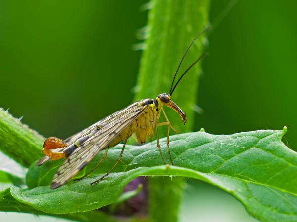 Skorpionsfliege
