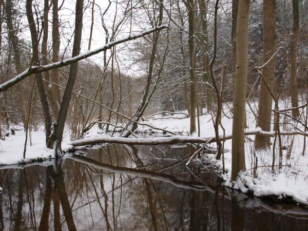 Schierensee 2