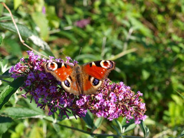 Schmetterling